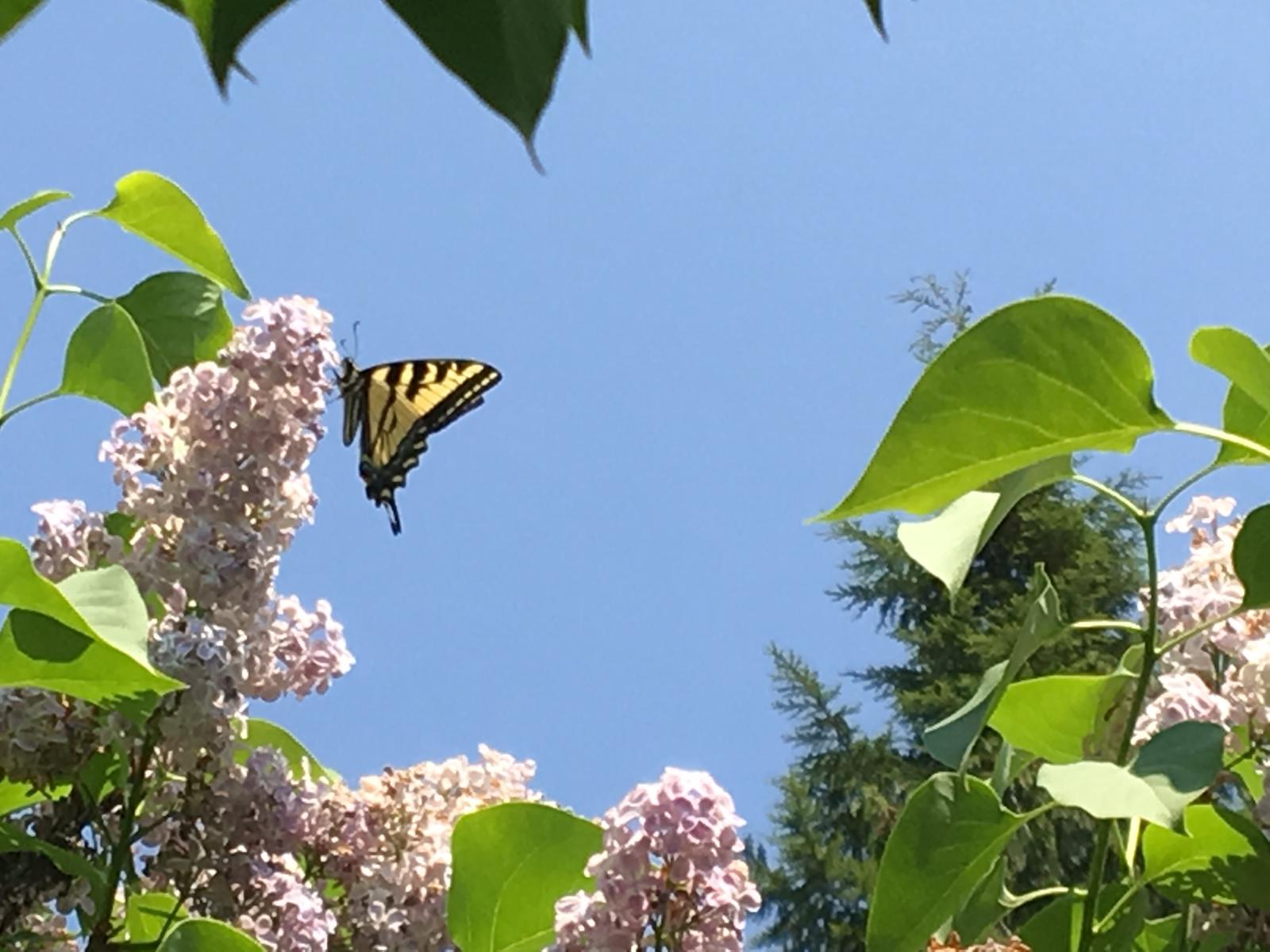 Riesenschmetterlinge in Kanada